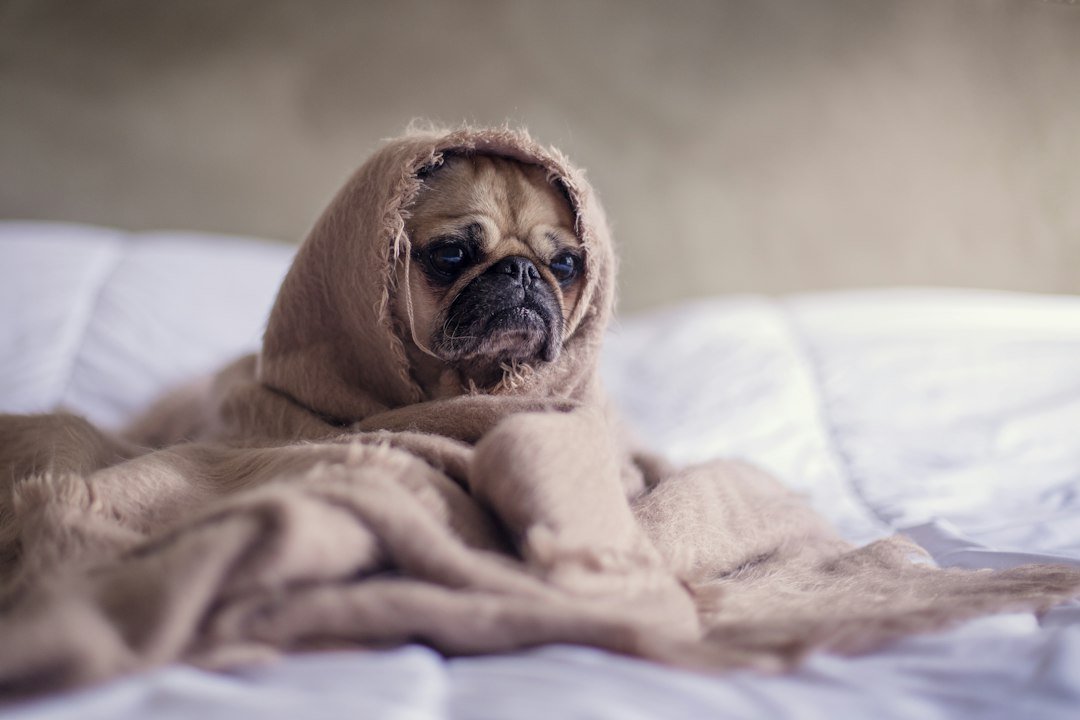 Calm dog resting in a quiet home environment during anxiety management