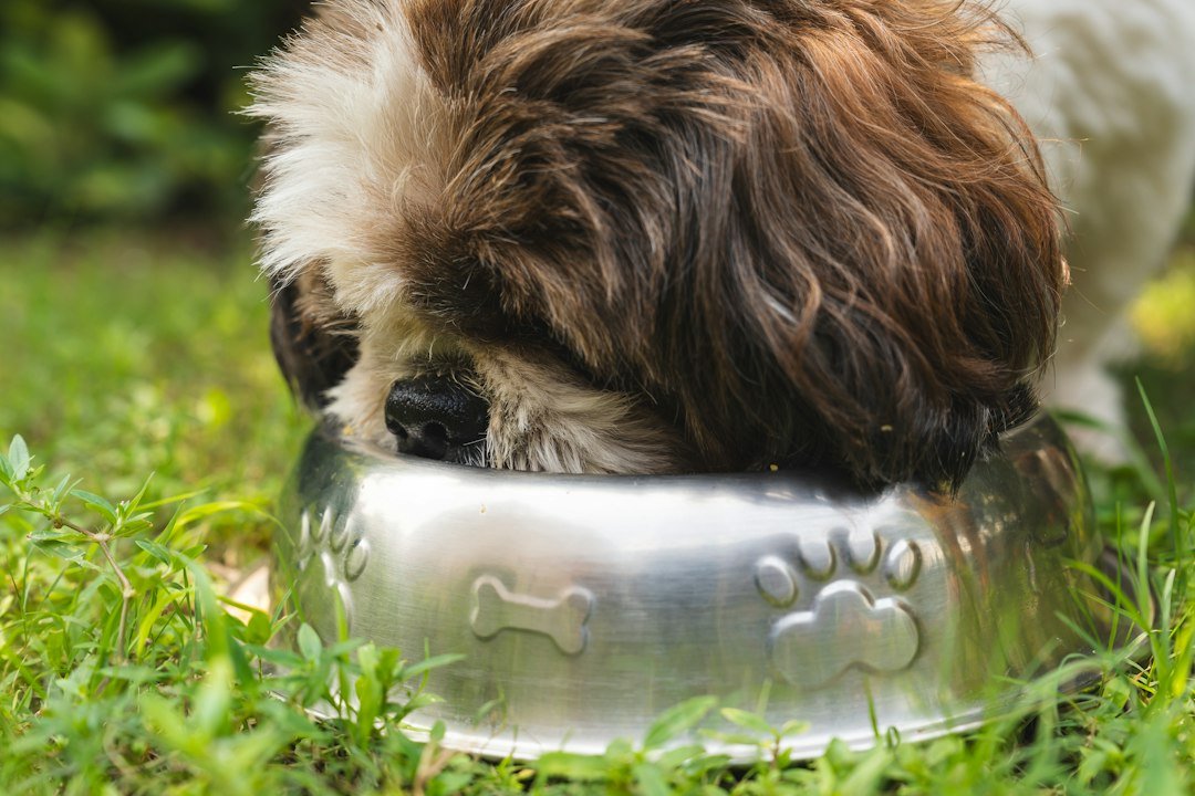 Dog eating from a bowl during routine home care
