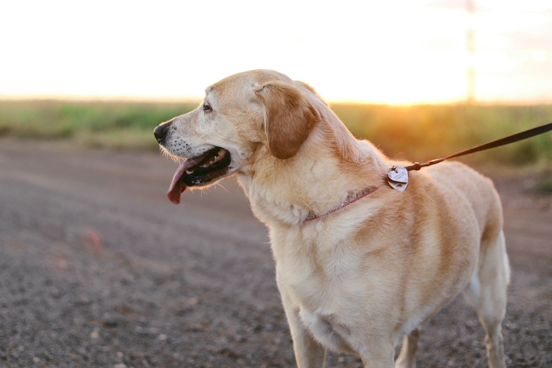 Dog outdoors where parasite exposure can occur