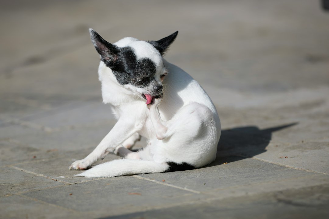 Dog grooming its paw outdoors