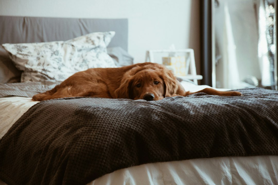 Dog resting at home during routine medication care