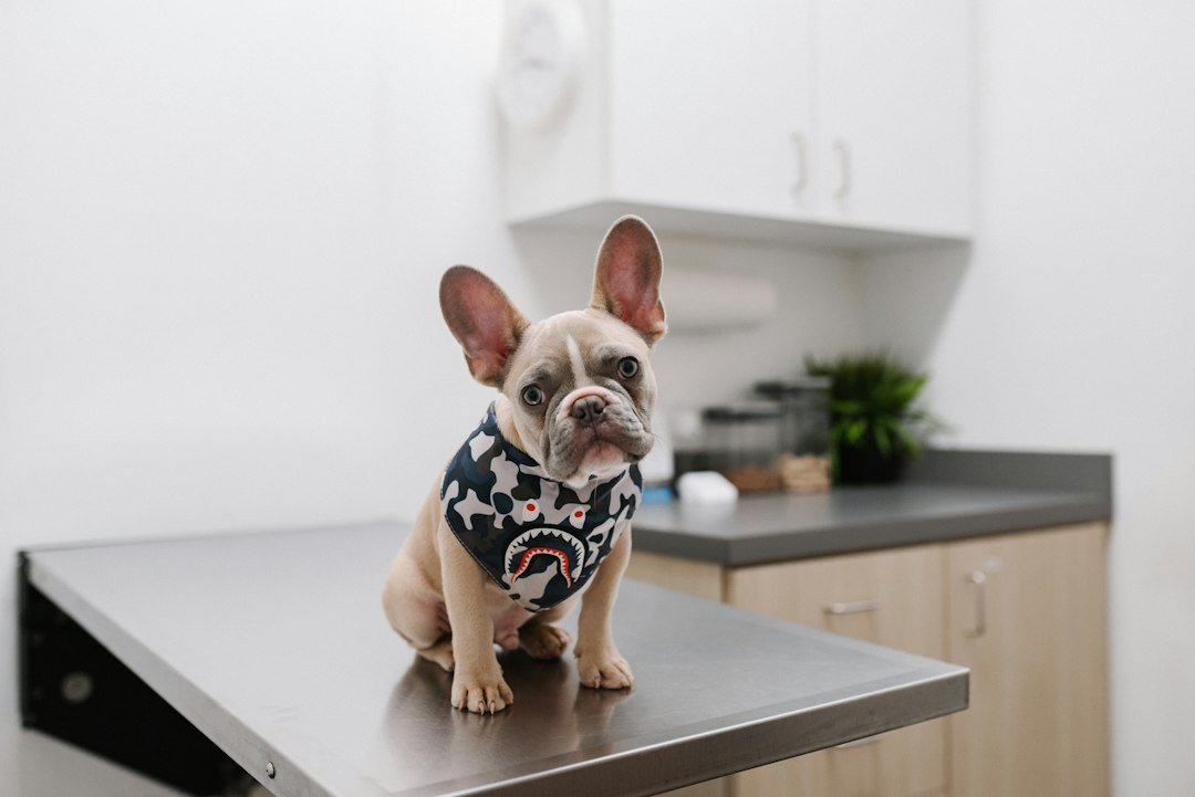 Veterinarian examining a dog during medication review