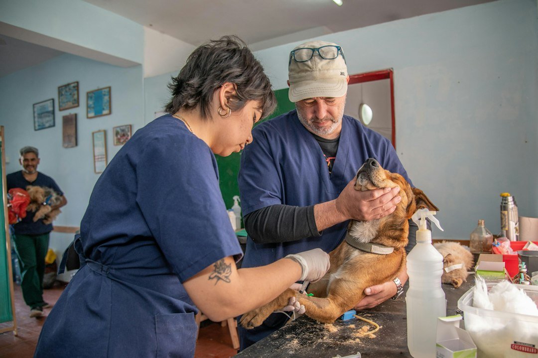 Veterinarian caring for a dog during an examination